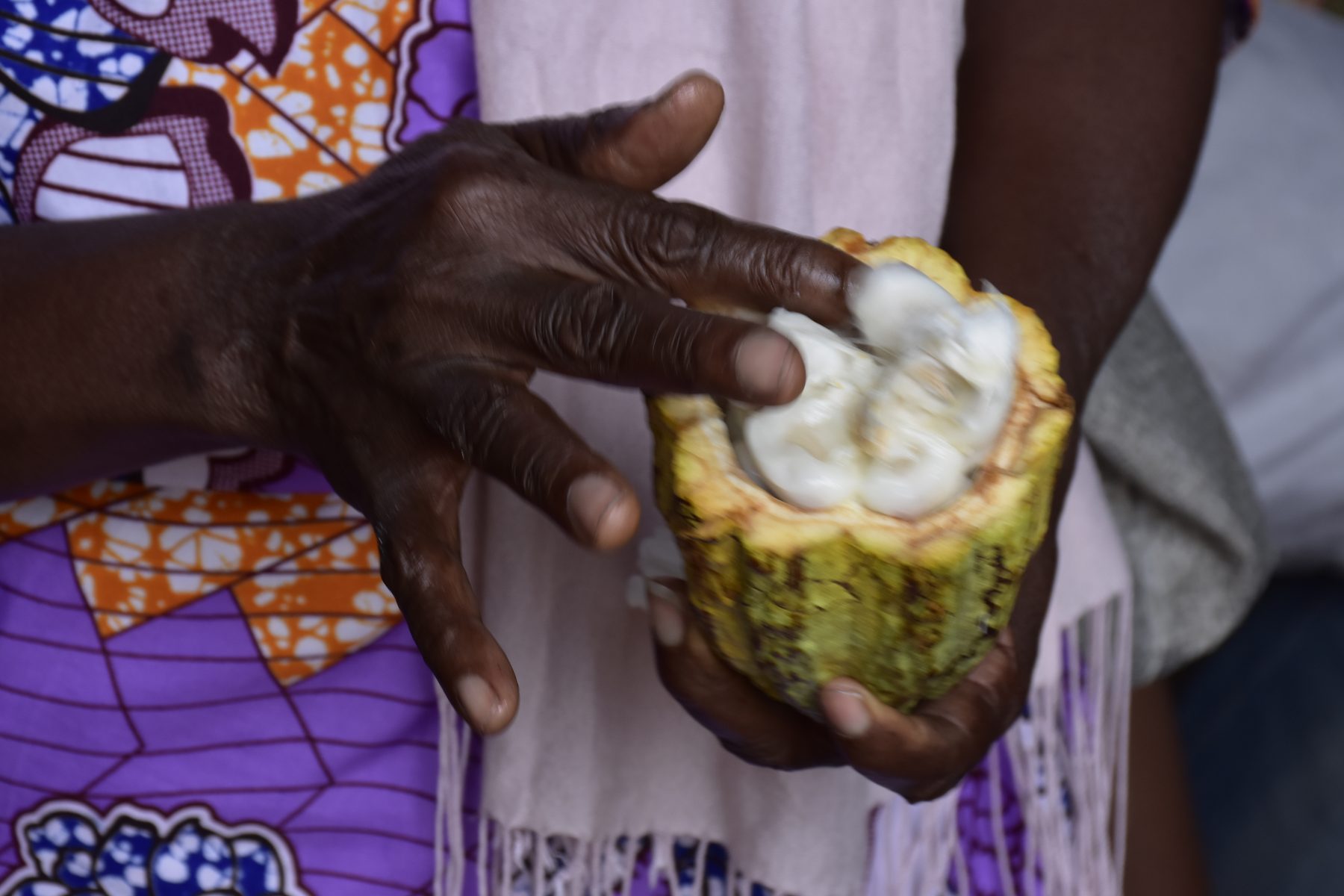 Fève de cacao fraîche ouverte, tenue à la main par une productrice de la coopérative ABOUd'CAO